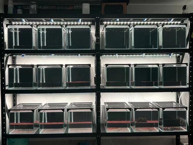 如何預防雷龍魚生病，如何科學預防雷龍魚生病