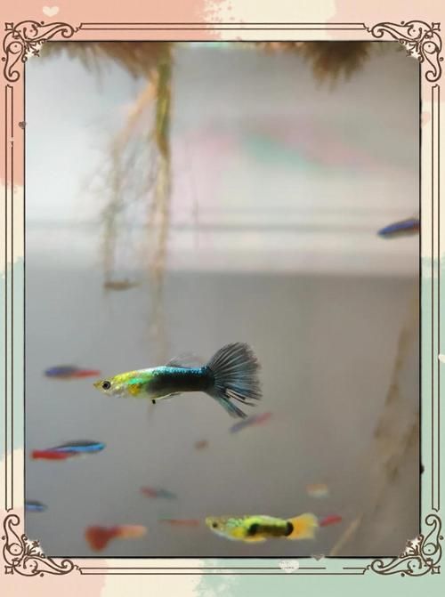 有哪些魚類是絕對(duì)不能混養(yǎng)的？，關(guān)于魚類混養(yǎng)的一些問題 有哪些魚類是絕對(duì)不能混養(yǎng)的？，關(guān)于魚類混養(yǎng)的一些問題 龍魚百科 第4張