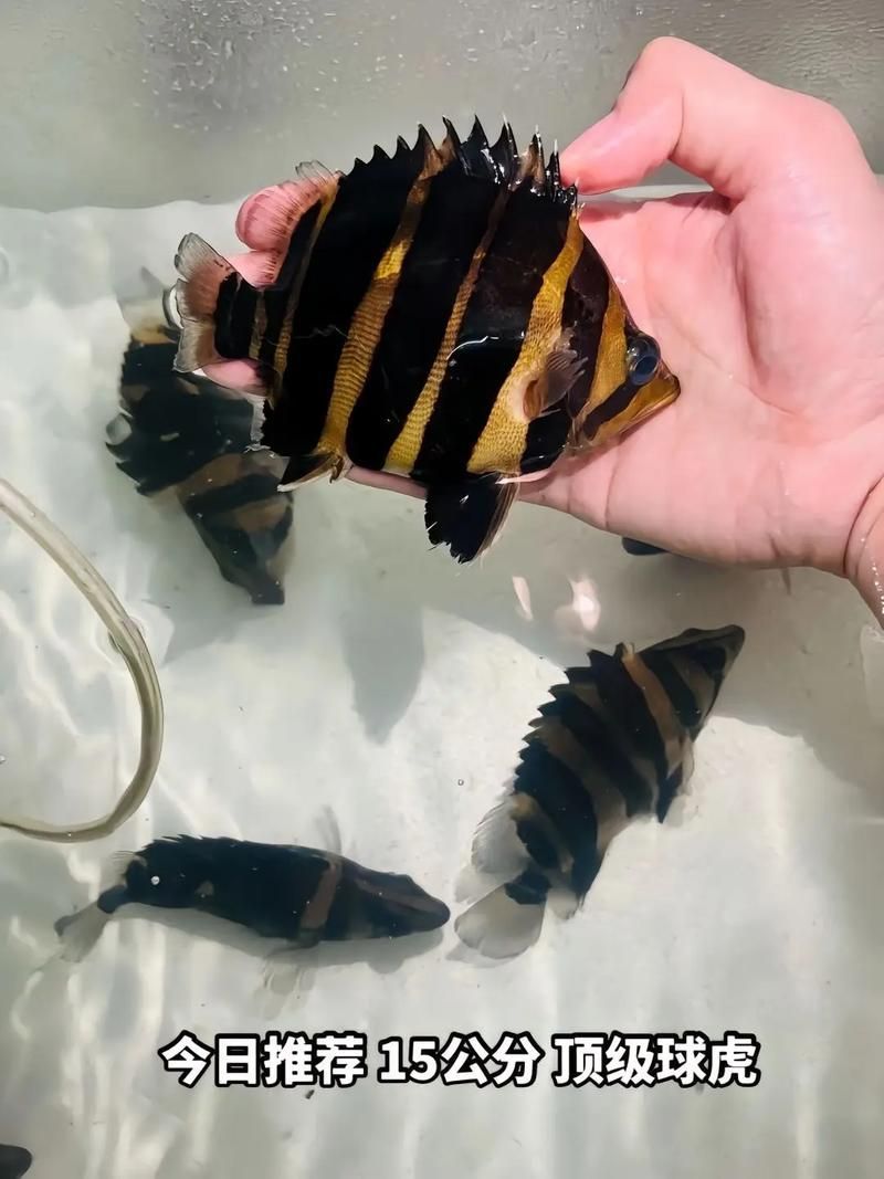 純色虎魚有哪些可能的品種?,純色虎魚品種大揭秘,巴卡雷龍魚的發色過程是怎樣的 龍魚百科 第9張 純色虎魚有哪些可能的品種?,純色虎魚品種大揭秘,巴卡雷龍魚的發色過程是怎樣的 純色虎魚有哪些可能的品種?,純色虎魚品種大揭秘,巴卡雷龍魚的發色過程是怎樣的 龍魚百科 第9張