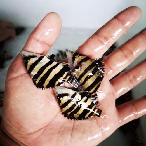 純色虎魚有哪些可能的品種?,純色虎魚品種大揭秘,巴卡雷龍魚的發色過程是怎樣的 龍魚百科 第10張 純色虎魚有哪些可能的品種?,純色虎魚品種大揭秘,巴卡雷龍魚的發色過程是怎樣的 純色虎魚有哪些可能的品種?,純色虎魚品種大揭秘,巴卡雷龍魚的發色過程是怎樣的 龍魚百科 第10張