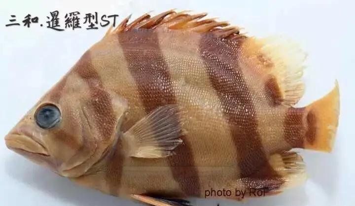 純色虎魚有哪些可能的品種？，純色虎魚品種大揭秘，巴卡雷龍魚的發色過程是怎樣的 純色虎魚有哪些可能的品種？，純色虎魚品種大揭秘，巴卡雷龍魚的發色過程是怎樣的 龍魚百科 第11張