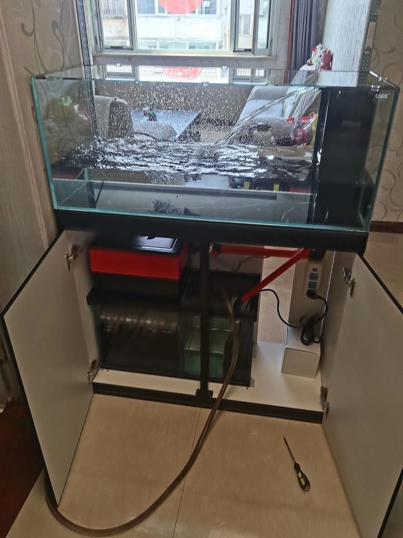 如何選擇適合的彩鰈魚缸型號？，彩鰈魚缸的選型 如何選擇適合的彩鰈魚缸型號？，彩鰈魚缸的選型 龍魚百科 第1張