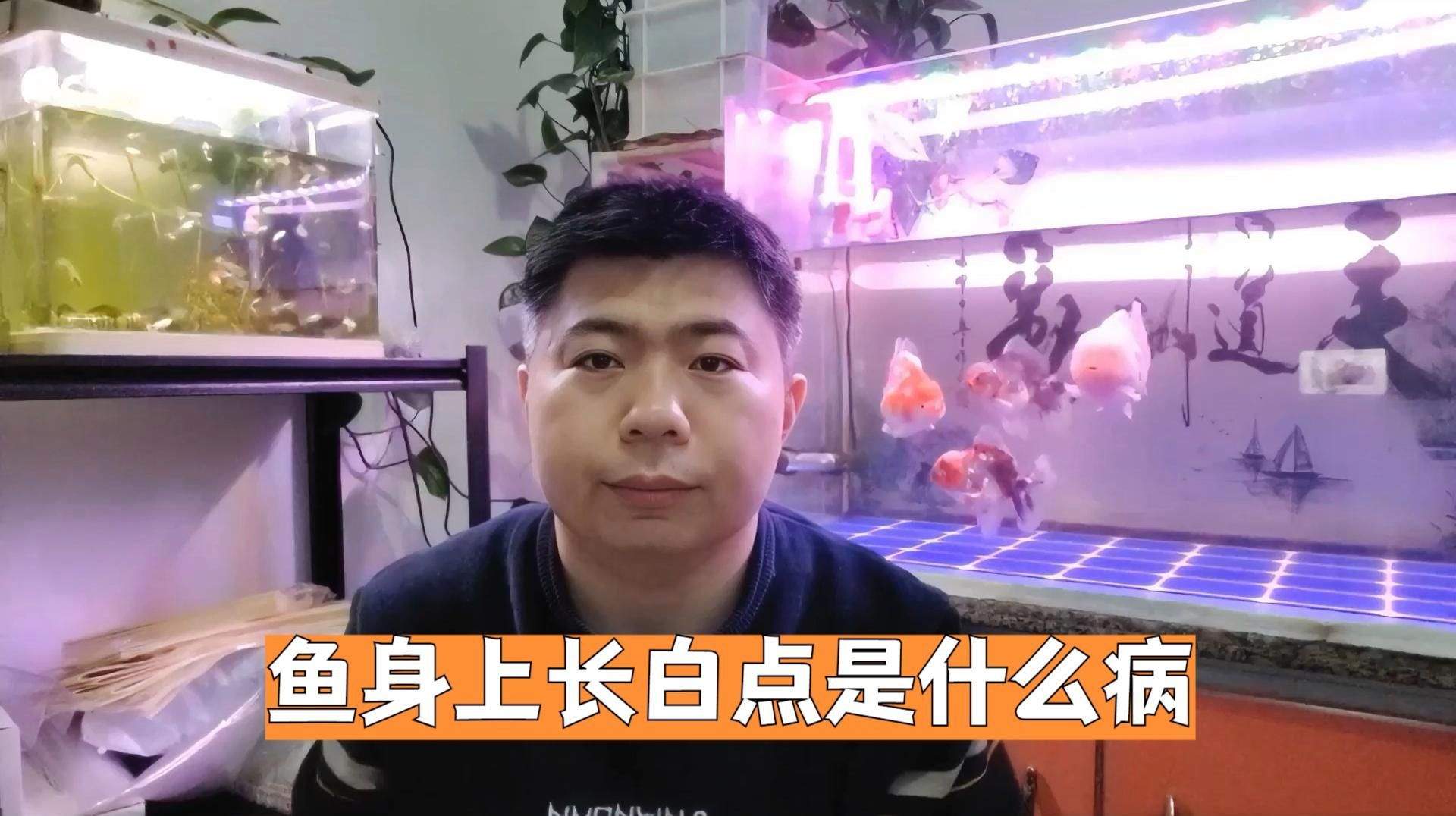 如何預(yù)防魚身上長白點，魚身上長小白點是怎么回事？ 如何預(yù)防魚身上長白點，魚身上長小白點是怎么回事？ 龍魚百科 第4張