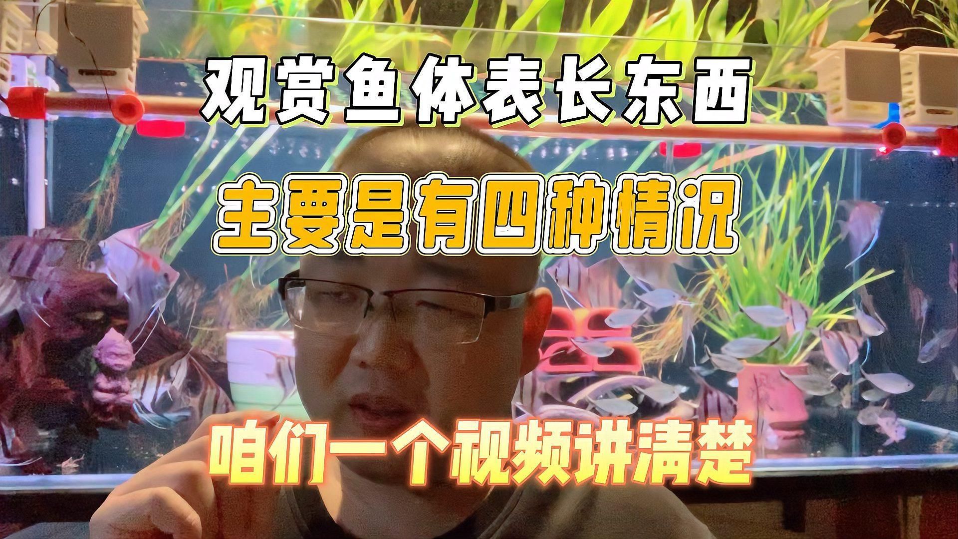 如何預(yù)防魚身上長白點，魚身上長小白點是怎么回事？ 如何預(yù)防魚身上長白點，魚身上長小白點是怎么回事？ 龍魚百科 第5張