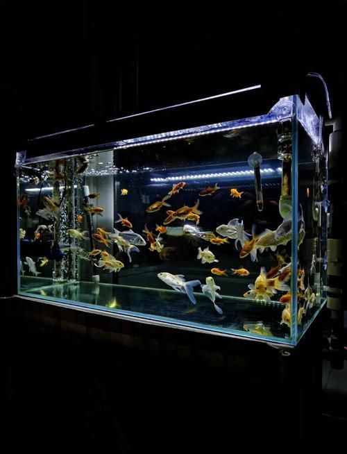 如何設(shè)置魚缸過濾器，如何設(shè)置魚缸過濾器設(shè)置魚缸過濾器設(shè)置合適過濾器 如何設(shè)置魚缸過濾器，如何設(shè)置魚缸過濾器設(shè)置魚缸過濾器設(shè)置合適過濾器 龍魚百科 第7張