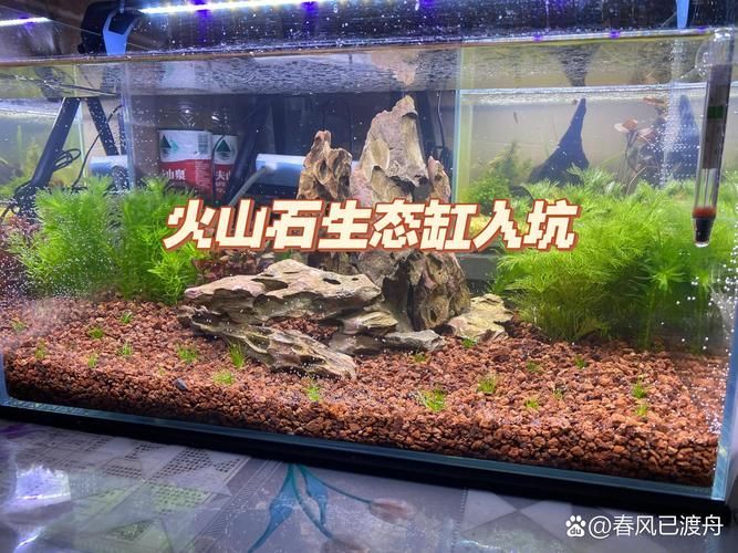 如何改善金魚的健康？，如何科學改善金魚健康 如何改善金魚的健康？，如何科學改善金魚健康 龍魚百科 第13張