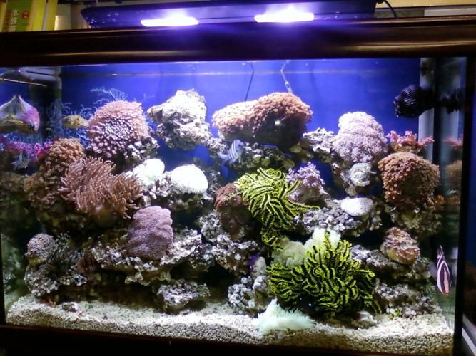 有哪些高端魚(yú)缸品牌推薦?,中國(guó)高端水族箱品牌推薦:魚(yú)缸品牌推薦 龍魚(yú)百科 第9張 有哪些高端魚(yú)缸品牌推薦?,中國(guó)高端水族箱品牌推薦:魚(yú)缸品牌推薦 有哪些高端魚(yú)缸品牌推薦?,中國(guó)高端水族箱品牌推薦:魚(yú)缸品牌推薦 龍魚(yú)百科 第9張