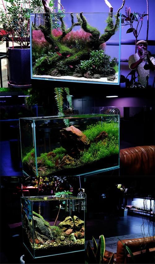 有哪些高端魚(yú)缸品牌推薦?,中國(guó)高端水族箱品牌推薦:魚(yú)缸品牌推薦 龍魚(yú)百科 第6張 有哪些高端魚(yú)缸品牌推薦?,中國(guó)高端水族箱品牌推薦:魚(yú)缸品牌推薦 有哪些高端魚(yú)缸品牌推薦?,中國(guó)高端水族箱品牌推薦:魚(yú)缸品牌推薦 龍魚(yú)百科 第6張