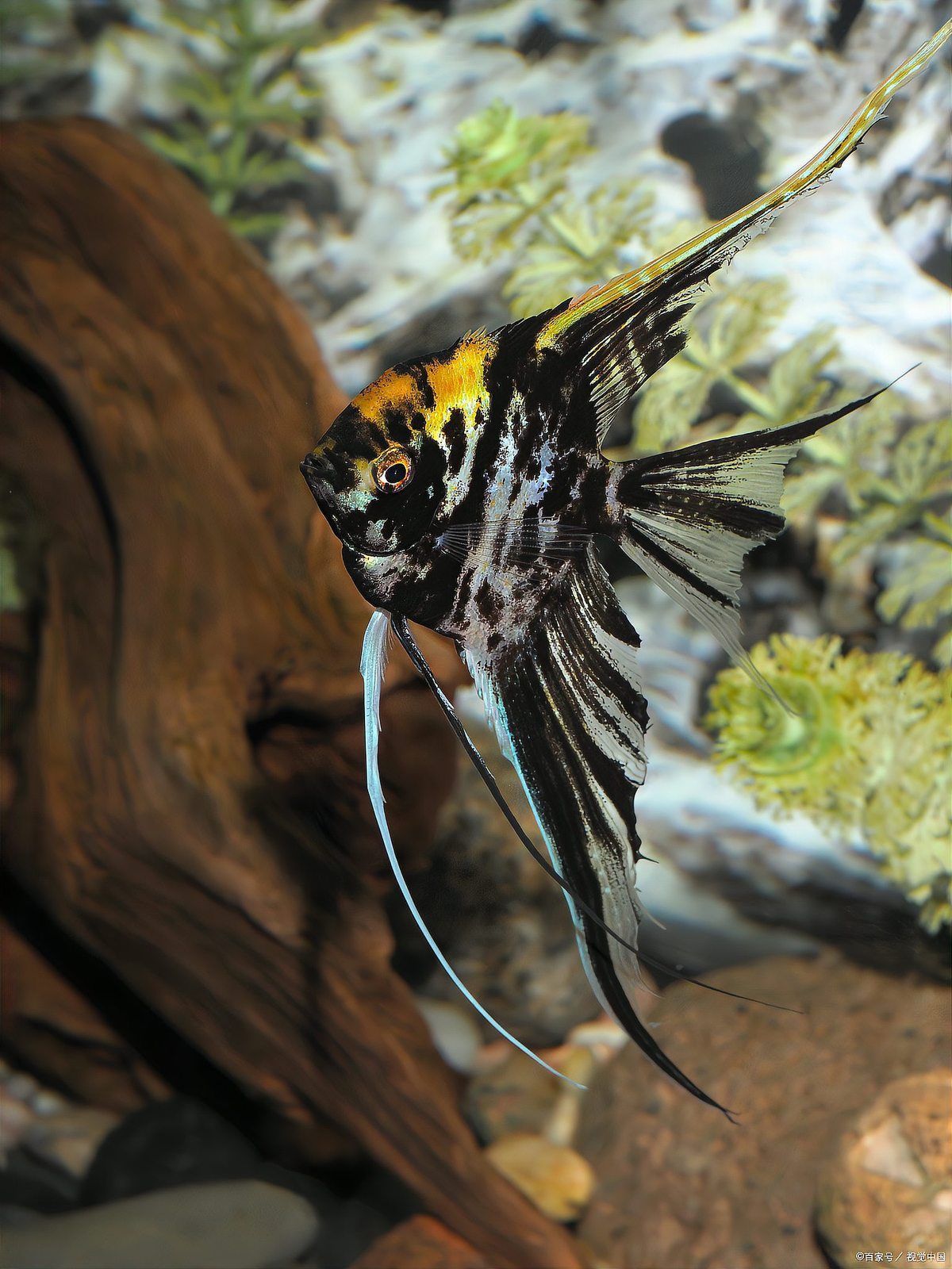 如何調整魚缸的pH值？，北方魚缸ph值調整方法 如何調整魚缸的pH值？，北方魚缸ph值調整方法 龍魚百科 第7張