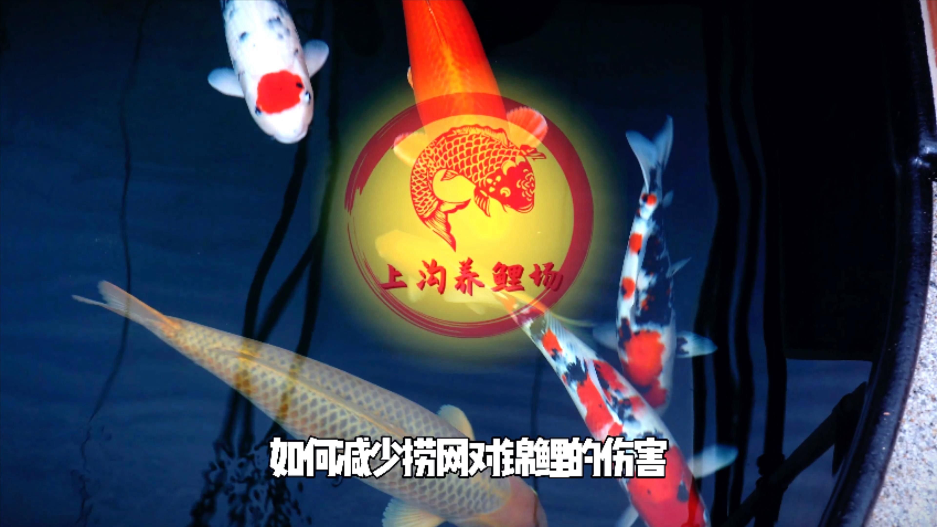 如何預防觀賞魚受傷，如何預防觀賞魚受傷的1000字內容和配圖，觀賞魚受傷