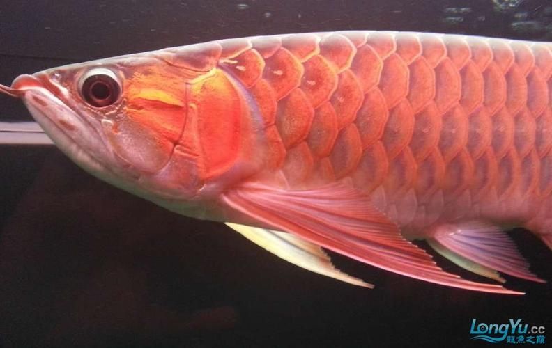 低價紅龍魚有哪些常見品種,低價紅龍魚和紅龍魚有什么區別 龍魚百科 第5張 低價紅龍魚有哪些常見品種,低價紅龍魚和紅龍魚有什么區別 低價紅龍魚有哪些常見品種,低價紅龍魚和紅龍魚有什么區別 龍魚百科 第5張