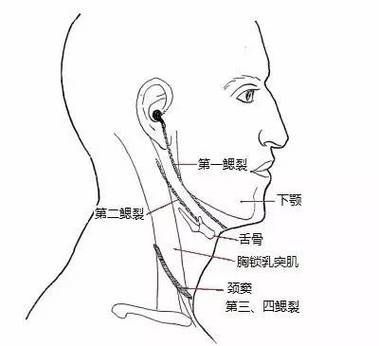 鰓部疾病如何治療才有效，耳鼻喉科專家有耳鼻喉科專家有耳鼻喉科專家搜索服務 鰓部疾病如何治療才有效，耳鼻喉科專家有耳鼻喉科專家有耳鼻喉科專家搜索服務 龍魚百科 第3張