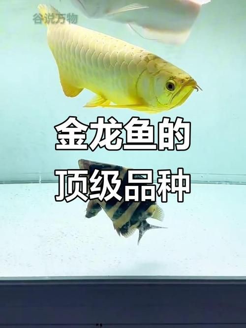 金龍魚活體的批發價格是多少？ 金龍魚活體的批發價格是多少？ 龍魚百科 第5張
