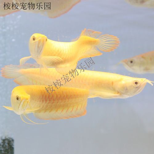 高背紅龍魚的市場價格走勢,高背紅龍魚價格走勢分析 龍魚百科 第4張 高背紅龍魚的市場價格走勢,高背紅龍魚價格走勢分析 高背紅龍魚的市場價格走勢,高背紅龍魚價格走勢分析 龍魚百科 第4張