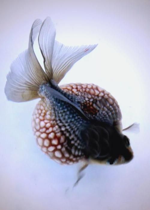 如何預防觀賞魚身上充血，用戶要求詳解如何預防觀賞魚身上充血并明確要求