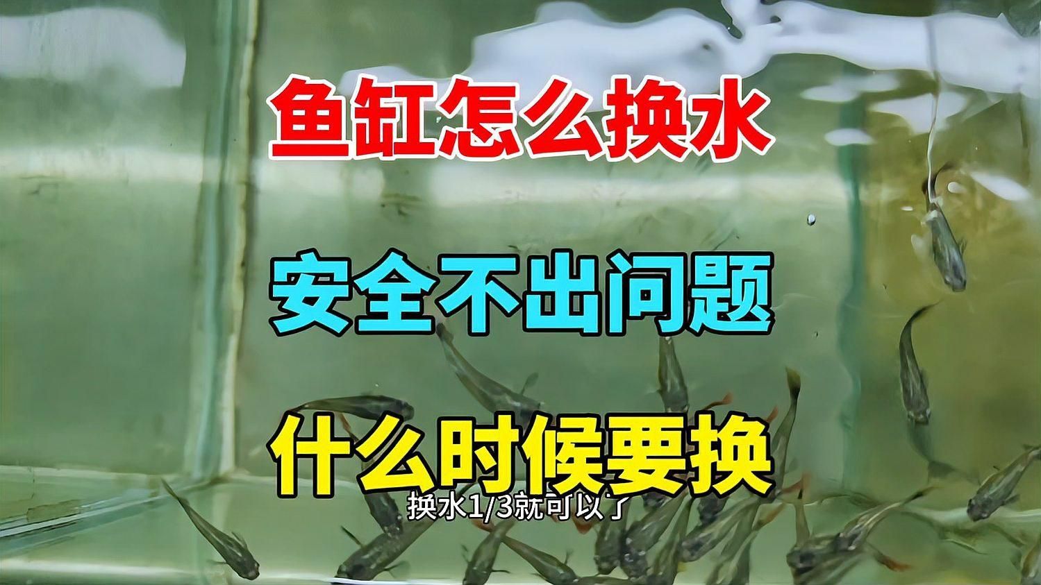 如何預防觀賞魚身上充血，用戶要求詳解如何預防觀賞魚身上充血并明確要求