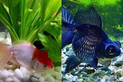 如何預防觀賞魚身上充血，用戶要求詳解如何預防觀賞魚身上充血并明確要求