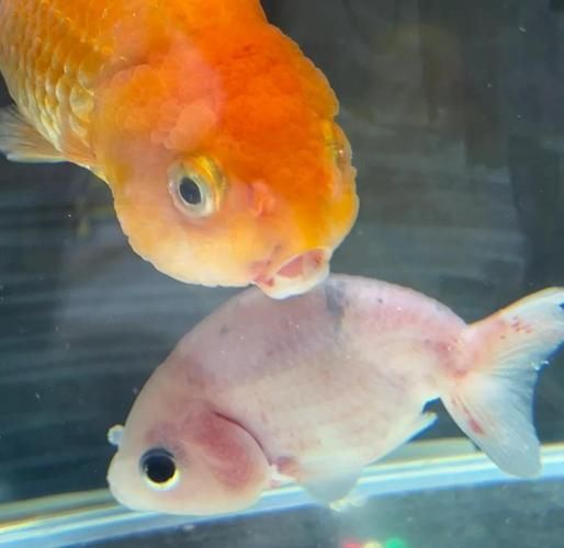 如何預防觀賞魚身上充血，用戶要求詳解如何預防觀賞魚身上充血并明確要求