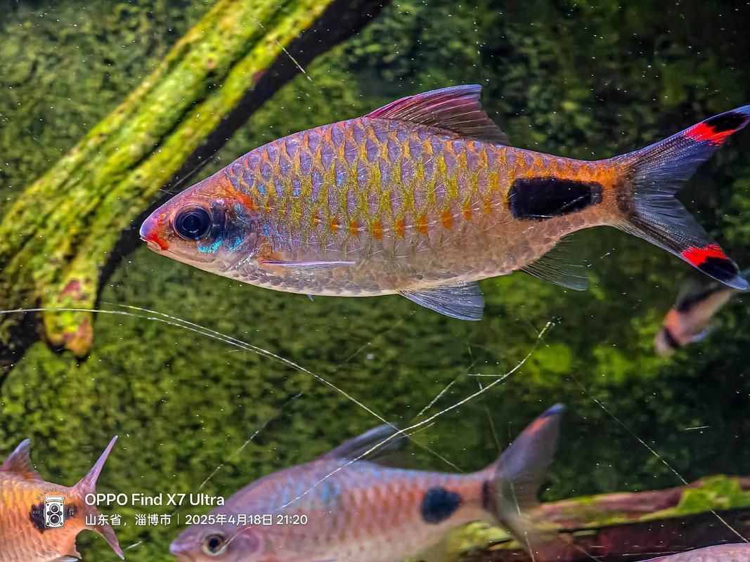 黑影道人魚繁殖方法 黑影道人魚繁殖方法 龍魚百科 第5張
