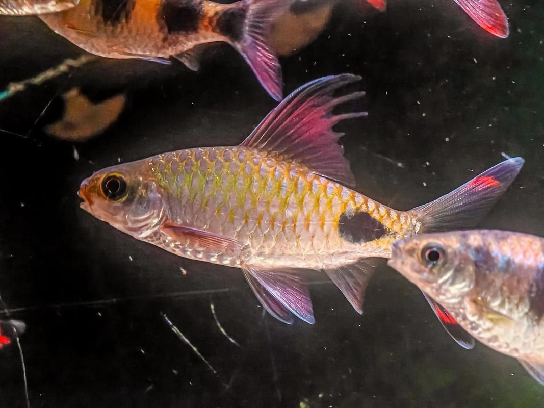 黑影道人魚繁殖方法 黑影道人魚繁殖方法 龍魚百科 第3張