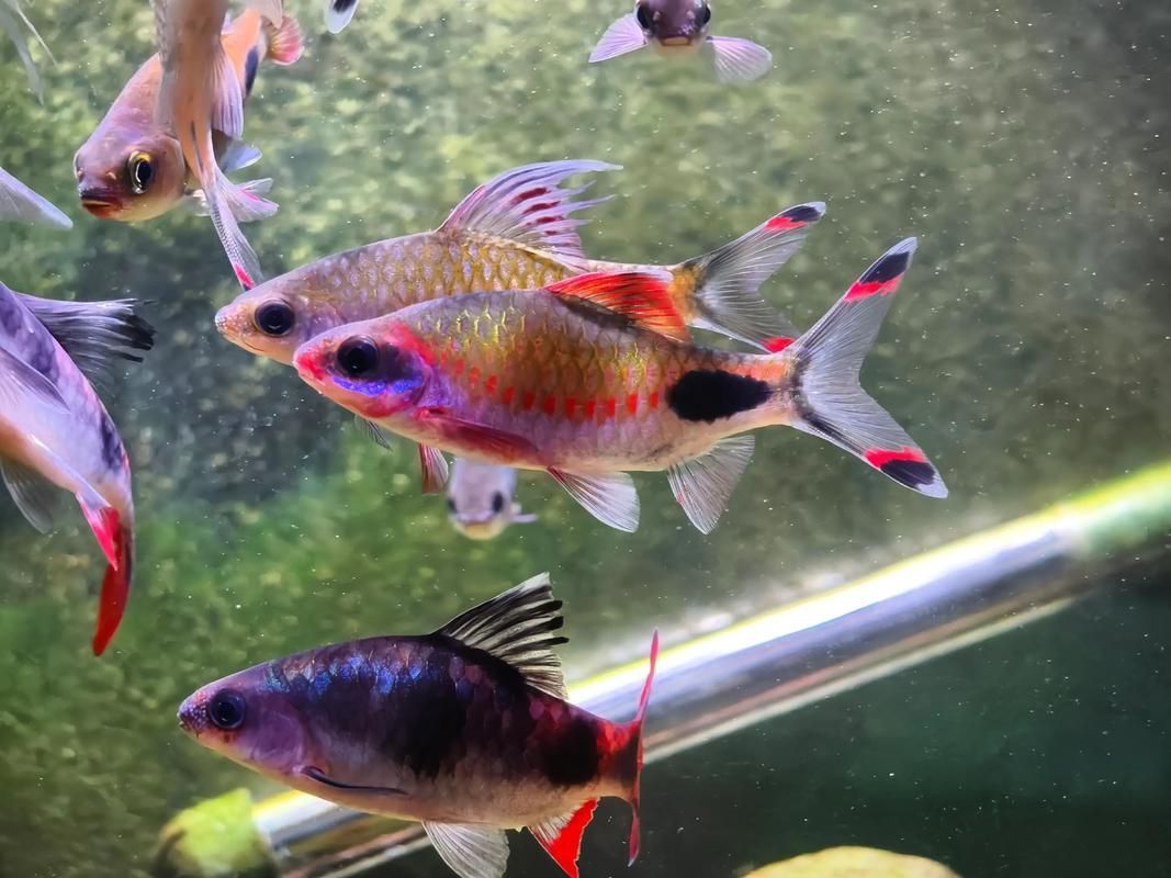 黑影道人魚繁殖方法 黑影道人魚繁殖方法 龍魚百科 第1張