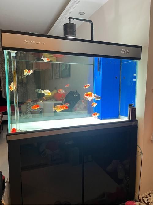 如何前往西安祥龍魚場代理店?,西安祥龍魚場代理 龍魚百科 第3張 如何前往西安祥龍魚場代理店?,西安祥龍魚場代理 如何前往西安祥龍魚場代理店?,西安祥龍魚場代理 龍魚百科 第3張