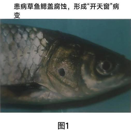 魚爛鰓病如何治療有效 龍魚百科 第9張 魚爛鰓病如何治療有效 魚爛鰓病如何治療有效 龍魚百科 第9張
