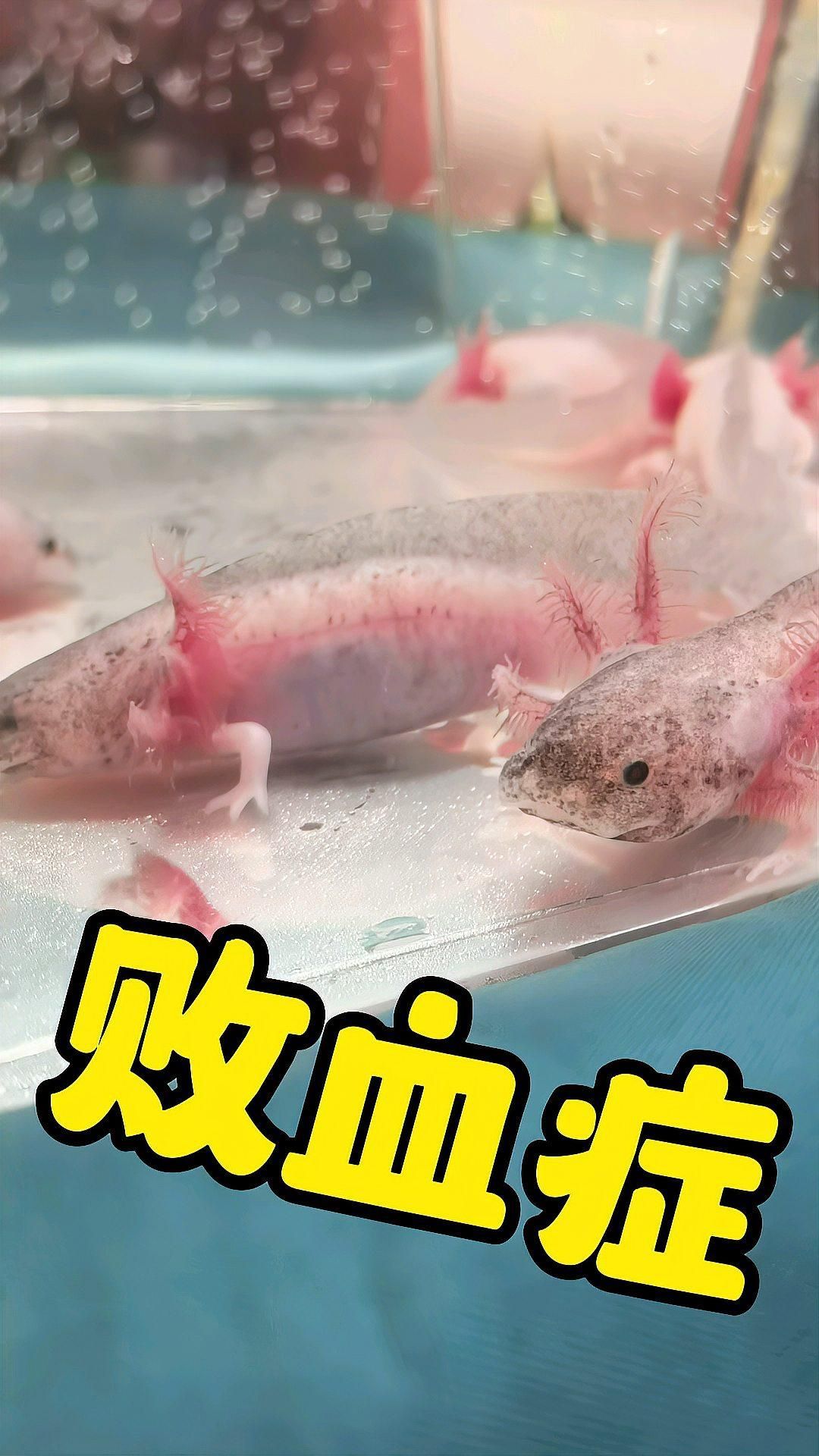 如何判斷六角恐龍是否生病，六角恐龍是否生病通常需要觀察其行為和生理特征