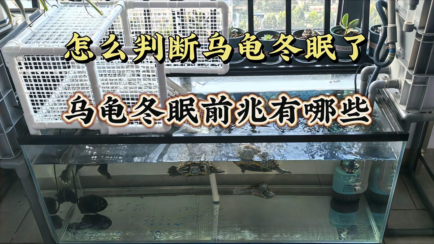 如何判斷烏龜是否需要冬眠，烏龜冬眠前這些癥狀你知道嗎 如何判斷烏龜是否需要冬眠，烏龜冬眠前這些癥狀你知道嗎 龍魚百科 第2張