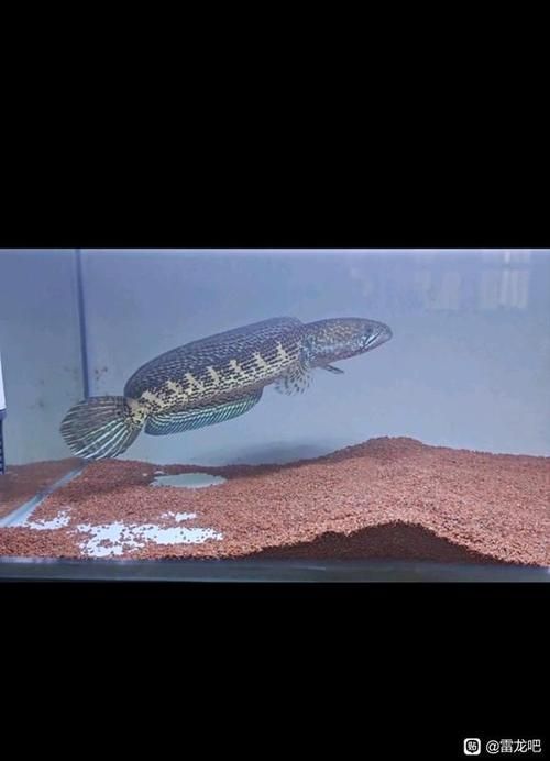 如何辨別黃金眼鏡蛇雷龍魚的品相？，如何挑選一條極品黃金眼鏡蛇雷龍魚 如何辨別黃金眼鏡蛇雷龍魚的品相？，如何挑選一條極品黃金眼鏡蛇雷龍魚 龍魚百科 第12張
