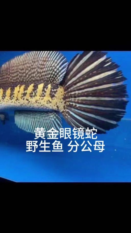 如何辨別黃金眼鏡蛇雷龍魚的品相？，如何挑選一條極品黃金眼鏡蛇雷龍魚 如何辨別黃金眼鏡蛇雷龍魚的品相？，如何挑選一條極品黃金眼鏡蛇雷龍魚 龍魚百科 第9張