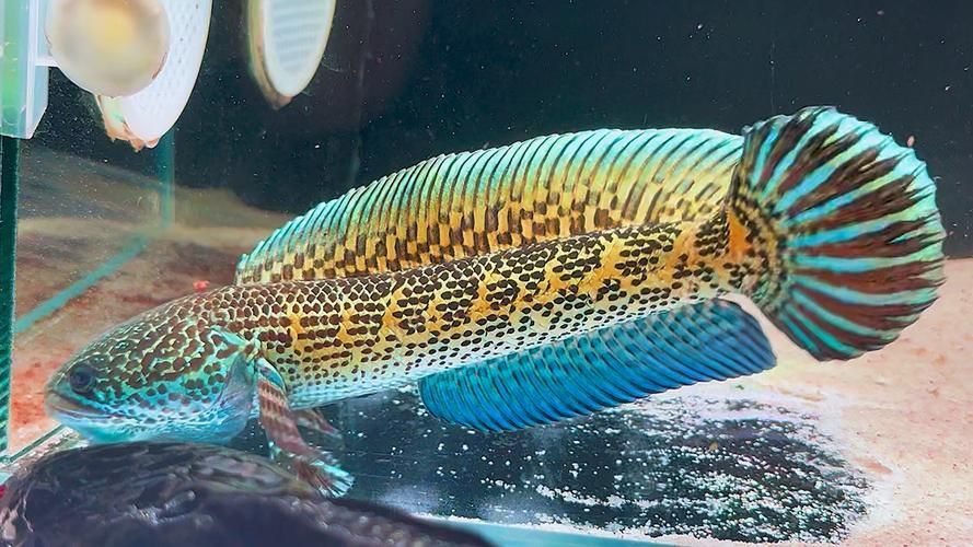 如何辨別黃金眼鏡蛇雷龍魚的品相？，如何挑選一條極品黃金眼鏡蛇雷龍魚 如何辨別黃金眼鏡蛇雷龍魚的品相？，如何挑選一條極品黃金眼鏡蛇雷龍魚 龍魚百科 第8張