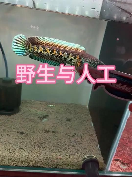 如何辨別黃金眼鏡蛇雷龍魚的品相？，如何挑選一條極品黃金眼鏡蛇雷龍魚 如何辨別黃金眼鏡蛇雷龍魚的品相？，如何挑選一條極品黃金眼鏡蛇雷龍魚 龍魚百科 第14張