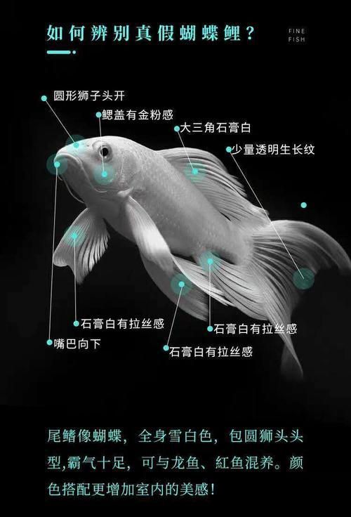 給我一些蝴蝶鯉的圖片,蝴蝶鯉的養(yǎng)殖方法 龍魚百科 第4張 給我一些蝴蝶鯉的圖片,蝴蝶鯉的養(yǎng)殖方法 給我一些蝴蝶鯉的圖片,蝴蝶鯉的養(yǎng)殖方法 龍魚百科 第4張