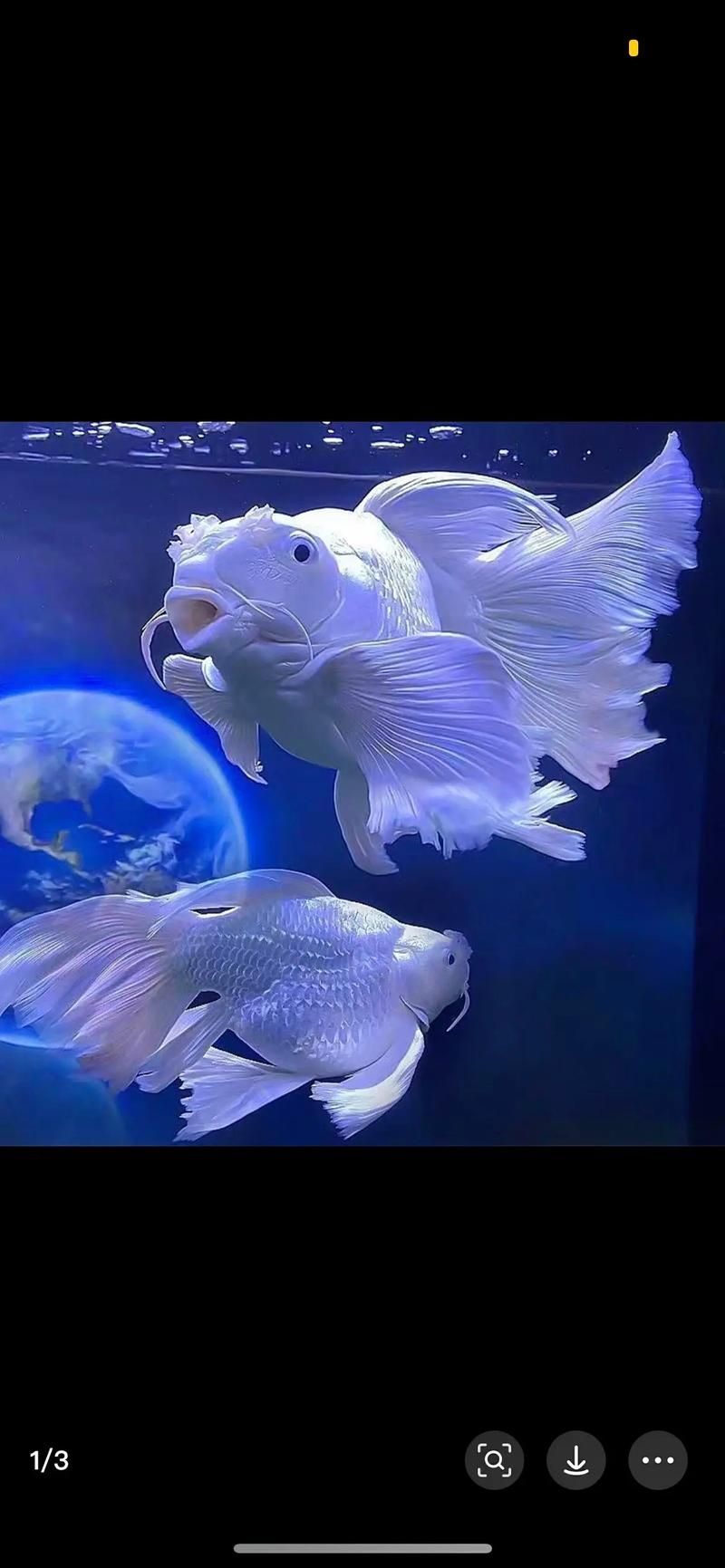 給我一些蝴蝶鯉的圖片,蝴蝶鯉的養(yǎng)殖方法 龍魚百科 第2張 給我一些蝴蝶鯉的圖片,蝴蝶鯉的養(yǎng)殖方法 給我一些蝴蝶鯉的圖片,蝴蝶鯉的養(yǎng)殖方法 龍魚百科 第2張