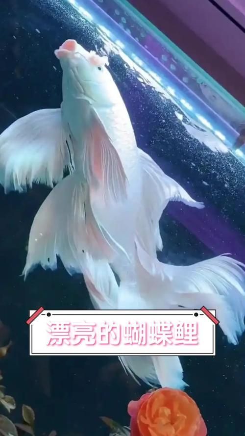 給我一些蝴蝶鯉的圖片,蝴蝶鯉的養(yǎng)殖方法 龍魚百科 第10張 給我一些蝴蝶鯉的圖片,蝴蝶鯉的養(yǎng)殖方法 給我一些蝴蝶鯉的圖片,蝴蝶鯉的養(yǎng)殖方法 龍魚百科 第10張