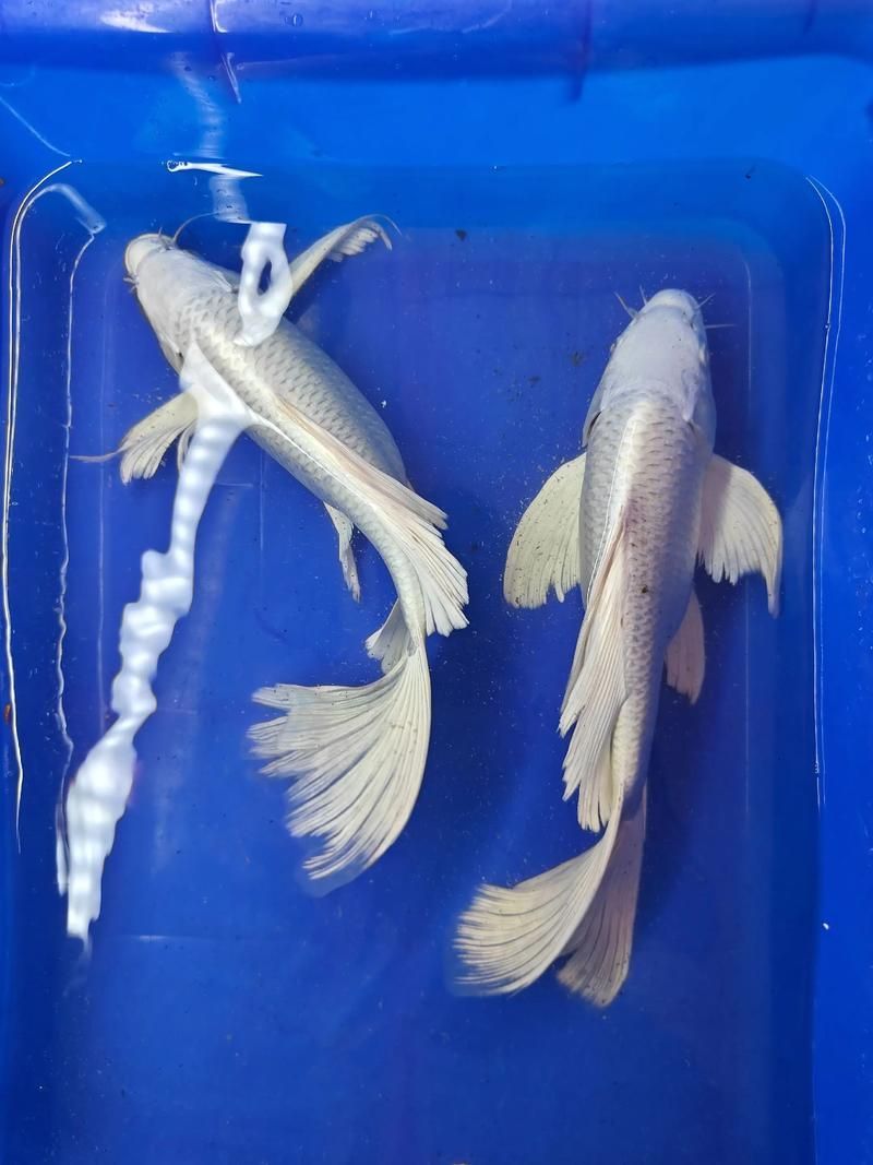 給我一些蝴蝶鯉的圖片,蝴蝶鯉的養(yǎng)殖方法 龍魚百科 第5張 給我一些蝴蝶鯉的圖片,蝴蝶鯉的養(yǎng)殖方法 給我一些蝴蝶鯉的圖片,蝴蝶鯉的養(yǎng)殖方法 龍魚百科 第5張