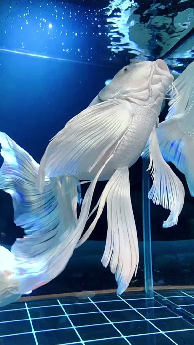 給我一些蝴蝶鯉的圖片,蝴蝶鯉的養(yǎng)殖方法 龍魚百科 第12張 給我一些蝴蝶鯉的圖片,蝴蝶鯉的養(yǎng)殖方法 給我一些蝴蝶鯉的圖片,蝴蝶鯉的養(yǎng)殖方法 龍魚百科 第12張
