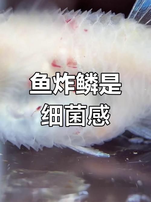 如何預防魚炸鱗病的發生 龍魚百科 第4張 如何預防魚炸鱗病的發生 如何預防魚炸鱗病的發生 龍魚百科 第4張