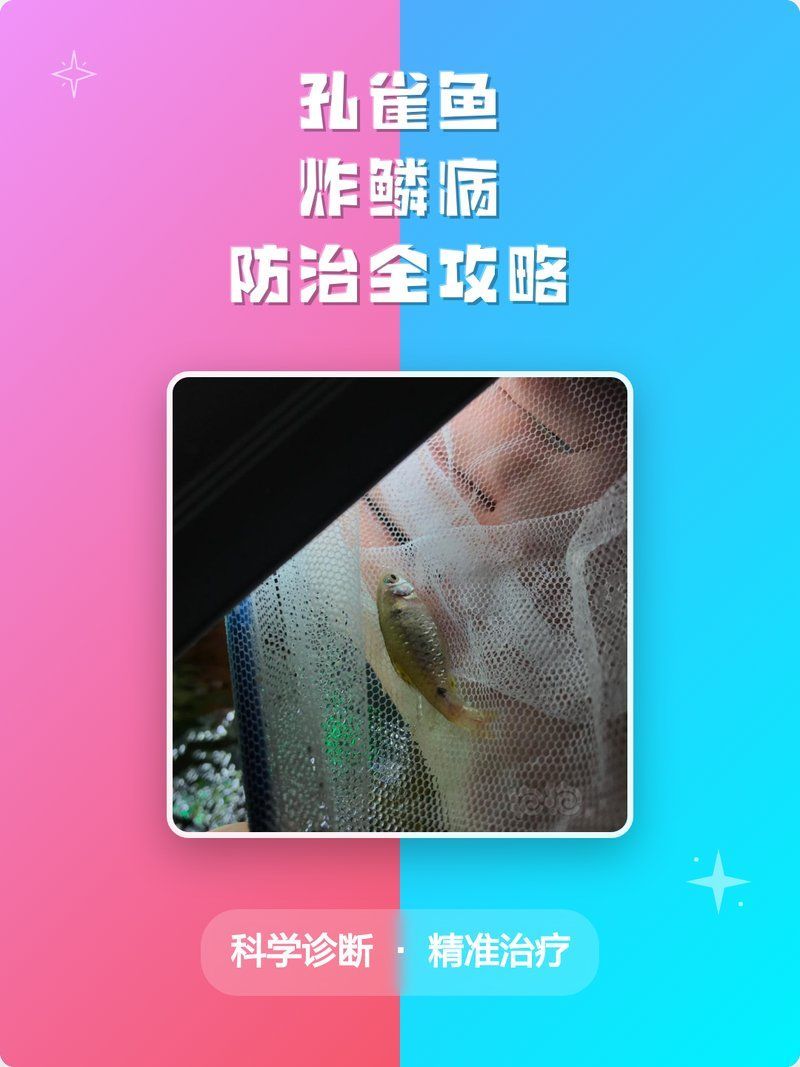 如何預防魚炸鱗病的發生 如何預防魚炸鱗病的發生 龍魚百科 第9張
