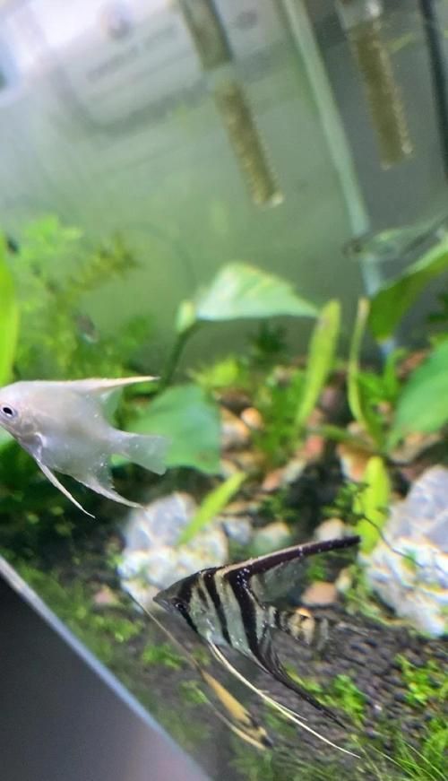 如何判斷神仙魚是否缺氧,如何判斷神仙魚是否缺氧,神仙魚是否缺氧并包含1000字說明和配圖 龍魚百科 第3張 如何判斷神仙魚是否缺氧,如何判斷神仙魚是否缺氧,神仙魚是否缺氧并包含1000字說明和配圖 如何判斷神仙魚是否缺氧,如何判斷神仙魚是否缺氧,神仙魚是否缺氧并包含1000字說明和配圖 龍魚百科 第3張