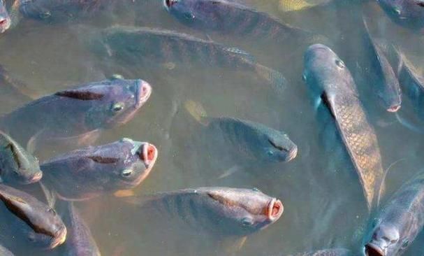 如何判斷神仙魚是否缺氧,如何判斷神仙魚是否缺氧,神仙魚是否缺氧并包含1000字說明和配圖 龍魚百科 第5張 如何判斷神仙魚是否缺氧,如何判斷神仙魚是否缺氧,神仙魚是否缺氧并包含1000字說明和配圖 如何判斷神仙魚是否缺氧,如何判斷神仙魚是否缺氧,神仙魚是否缺氧并包含1000字說明和配圖 龍魚百科 第5張