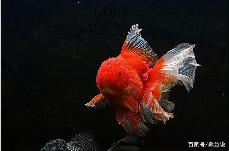 如何判斷魚類是否處于混養狀態 如何判斷魚類是否處于混養狀態 龍魚百科 第7張