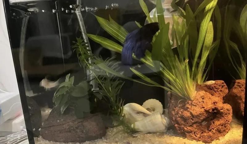 如何判斷魚類是否處于混養狀態 如何判斷魚類是否處于混養狀態 龍魚百科 第9張