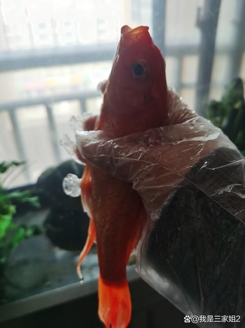 魚沉尾最忌三種東西是什么，魚沉尾最忌三種東西應對策略,魚沉尾最忌三種東西 魚沉尾最忌三種東西是什么，魚沉尾最忌三種東西應對策略,魚沉尾最忌三種東西 龍魚百科 第7張