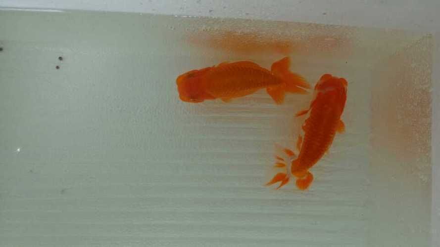 魚沉尾最忌三種東西是什么，魚沉尾最忌三種東西應對策略,魚沉尾最忌三種東西 魚沉尾最忌三種東西是什么，魚沉尾最忌三種東西應對策略,魚沉尾最忌三種東西 龍魚百科 第9張