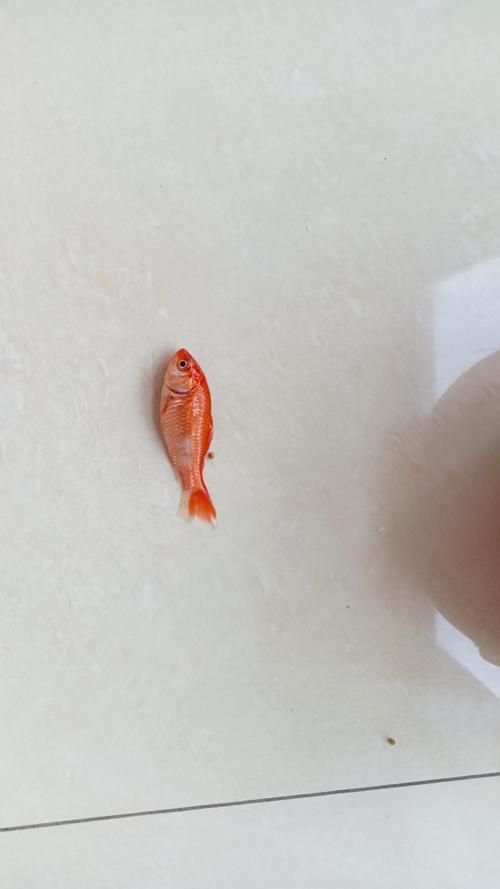 魚沉尾最忌三種東西是什么，魚沉尾最忌三種東西應對策略,魚沉尾最忌三種東西 魚沉尾最忌三種東西是什么，魚沉尾最忌三種東西應對策略,魚沉尾最忌三種東西 龍魚百科 第6張