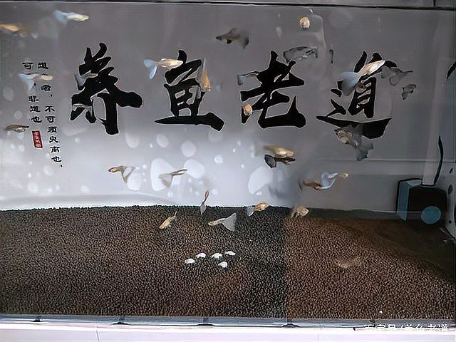 魚沉尾最忌三種東西是什么，魚沉尾最忌三種東西應對策略,魚沉尾最忌三種東西 魚沉尾最忌三種東西是什么，魚沉尾最忌三種東西應對策略,魚沉尾最忌三種東西 龍魚百科 第13張