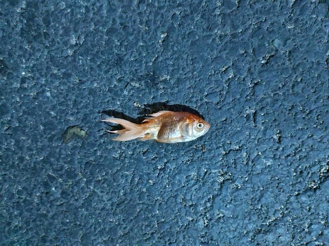 魚沉尾最忌三種東西是什么，魚沉尾最忌三種東西應對策略,魚沉尾最忌三種東西 魚沉尾最忌三種東西是什么，魚沉尾最忌三種東西應對策略,魚沉尾最忌三種東西 龍魚百科 第10張