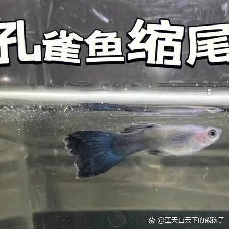 魚沉尾最忌三種東西是什么，魚沉尾最忌三種東西應對策略,魚沉尾最忌三種東西 魚沉尾最忌三種東西是什么，魚沉尾最忌三種東西應對策略,魚沉尾最忌三種東西 龍魚百科 第12張